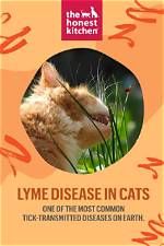 Lyme Disease in Cats: Vet Approved Signs, Treatment & Prevention