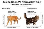 Maine Coon vs Normal Cat: Size, Temperament, & Care Differences (With Pictures)