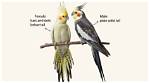 Male or Female Cockatiel? How to Identify the Differences (With Pictures)