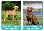 Male vs Female Chesapeake Bay Retrievers: What’s the Difference (With Pictures)