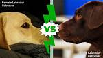 Male vs Female Labrador: the Differences (With Pictures)