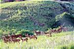 Managing Deer, Sustainable Food Is Mission of Business | News, Sports, Jobs