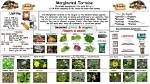 Marginated Tortoise: Care Sheet, Tank Setup, Diet & More (With Pictures)