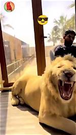 Millionaires Pose for Selfies with Pet Cheetahs. .. as Exotic Animals Becomes the New Way to Flaunt Wealth