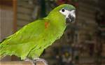 Mini Macaws as Pets: Facts, Faq & Care Guide (With Pictures)