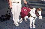 Miniature Horses as Emotional Support Animals: Animal-Assisted Therapy Explained