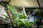 Monkey Anole: Traits, History, Food & Care Guide (With Pictures)