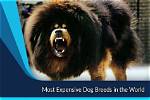 Most Expensive Dog Breeds in the World in 2023