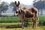 Mules! -- Huh! -- What Are They Good for?