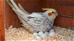 My Cockatiel Laid an Egg: Avian Facts & Faqs
