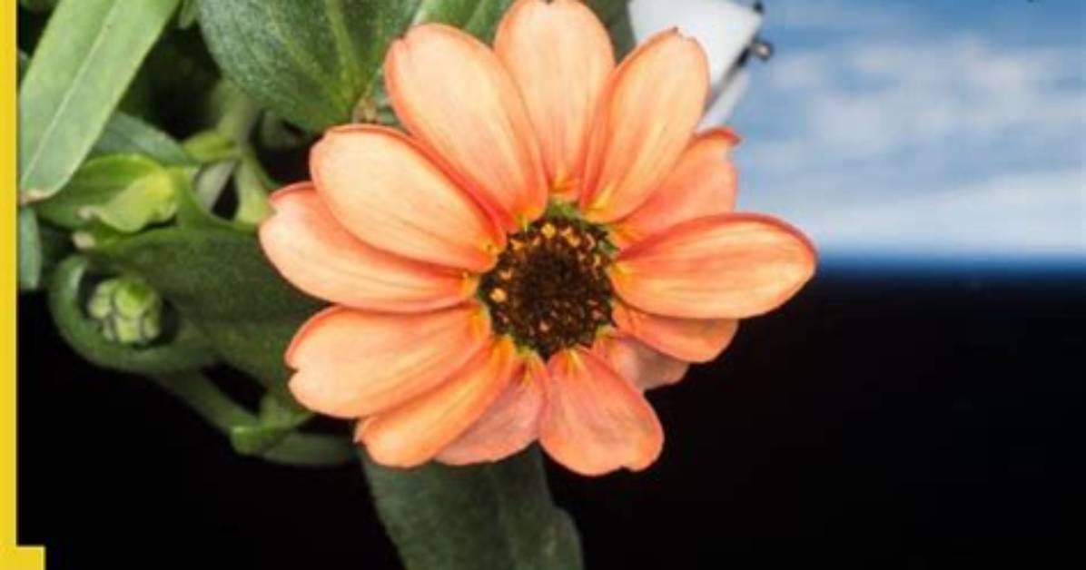 Nasa Shares Picture of Fascinating Zinnia Flower Grown in Space, Internet Reacts