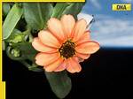 Nasa Shares Picture of Fascinating Zinnia Flower Grown in Space, Internet Reacts