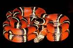 Nelson’s Milk Snake: Facts, Pictures, Info & Care Guide | Pangovet