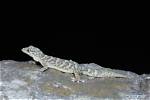 New High-Altitude Gecko Species Found in Southwest China - Xinhua