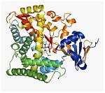 Notes on Enzyme Crystal Structure