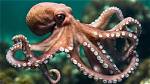 Octopus an Exceptional Animal That Thrives in Hawaiian Waters | News, Sports, Jobs