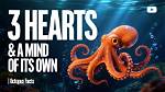 Octopus Has a Mind of Its Own in the Ocean | News, Sports, Jobs