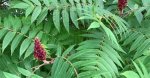 Outdoor Elements | Sumac - Poison or Not?