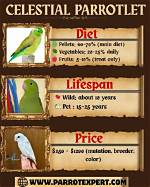 Pacific (Celestial) Parrotlet: Facts, Diet, Care & Pictures