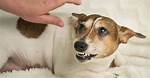Pain-Elicited Aggression in Dogs: Vet-Reviewed Signs & Solutions