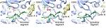 People; Cell Division Biology; Newcastle University