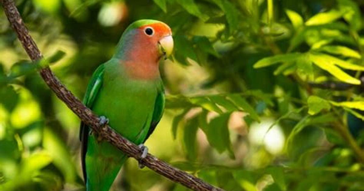 Pet Insurance for Birds: Facts & Faqs (Updated 2024) | Pangovet