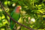 Pet Insurance for Birds: Facts & Faqs (Updated 2024) | Pangovet