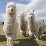 Pet Llama or Alpaca: 10 Things to Know Before Getting One