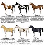 Pinto Horse Colors, Patterns & Facts (With Pictures)