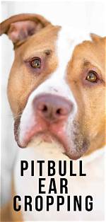 Pitbull Ear Cropping: Why Is It Done & Is It Cruel?