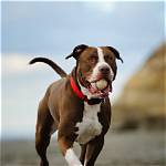 Pitbull
