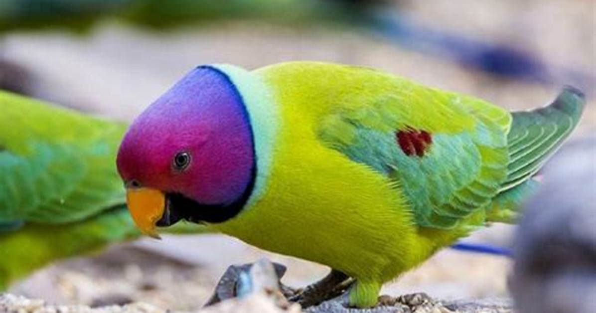 Plum-Headed Parakeet: Personality, Food, Pictures, & Care Guide
