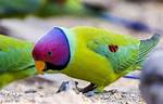 Plum-Headed Parakeet: Personality, Food, Pictures, & Care Guide