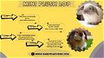 Plush Lop Rabbit: Facts, Pictures, Lifespan, Behavior & Care Guide