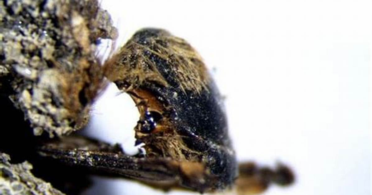 Portugal Has Discovered Hundreds of Mummified Bees in Their Cocoons from the Time of the Pharaohs