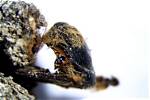 Portugal Has Discovered Hundreds of Mummified Bees in Their Cocoons from the Time of the Pharaohs