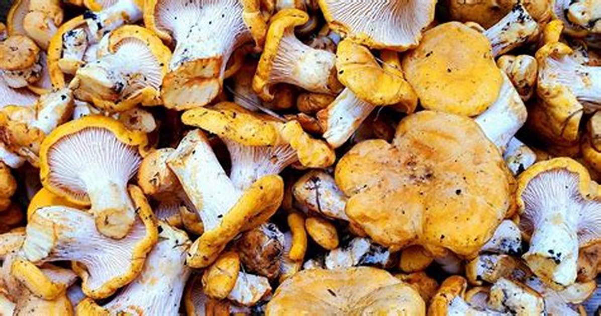Prairie Sportsman | Fast Forage: Chanterelle Mushrooms | Season 14 | Episode 9