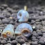 Ramshorn Snails Online Shopping Guide: Blue, Brown, Pink & More