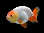 Ranchu Goldfish: Pictures, Care Guide, Varieties, Lifespan & More