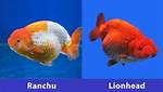 Ranchu vs Lionhead Goldfish: Main Differences (With Pictures)