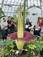 Rare Corpse Flower Ready to Bloom in Dartmouth Greenhouse
