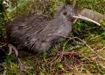 Rare Discovery of Tokoeka Kiwi Brings Hope for the Bird’s Survival