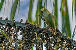 Red-Bellied Macaw: Traits, History, Food & Care (With Pictures)