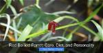 Red-Bellied Parrot: Personality, Diet, Health & Care (With Pictures)