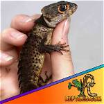Red-Eyed Crocodile Skinks for Sale: 2024 Breeders List in the Usa | Pangovet