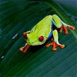 Red-Eyed Tree Frog: Facts, Pictures, Lifespan, Behavior & Care Guide