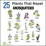 Repelling Mosquitoes with Native Plants | Lifestyles