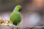 Rose Ringed Parakeet: Traits, History & Care (With Pictures)