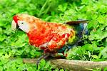 Ruby Macaw: Origin, Colors, Care & Pictures