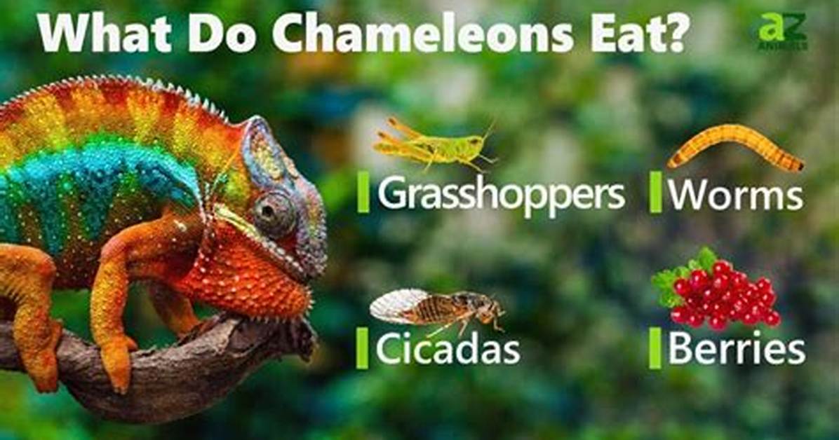Rudis Chameleon: Traits, History, Food & Care (With Pictures)